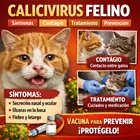Calicivirus